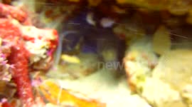 Angry Eel