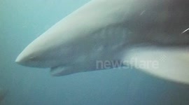 Terrifying close encounter during baited shark dive in South Africa