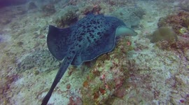 Beautiful Marbel Ray Swimming