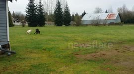 Autumn takes down Baloo the Dane/Mastiff