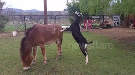 Goat uses a horse to get breakfast
