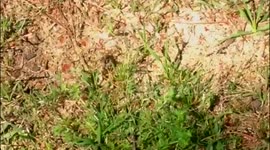 Bee in the wrong neighborhood