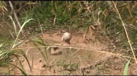 Elderly man rescued from muddy swamp in China