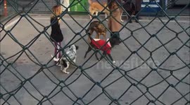 Dogs are playing in the park