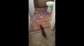Squirrel breaks into house