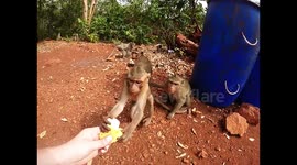 funny monkey banana business Kanchanaburi Thailand