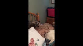 Raccoon sleeping on bed with dogs