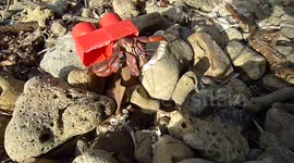 Hermit crab borrows lego block as shell