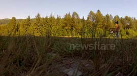 Video from Drone of Large Brown Bear at local park
