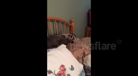 Huge pet raccoon snoozes on bed with dogs