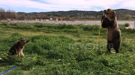 Brown bear sprays dog with hosepipe