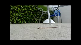 Ninja Worm