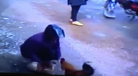 Cock fight with  thief  who   stole hen
