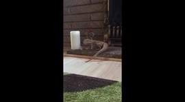 Bearded dragon loves his music