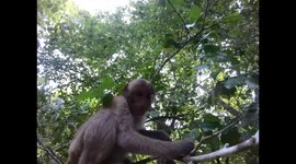 curious monkey sniffing camera