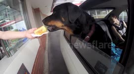 Rottweiler enjoys drive-through hamburger treat