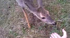 Wild Baby Deer Gets Rejected at the zoo ( by the other deer ) and a kind Bulgarian man took him home