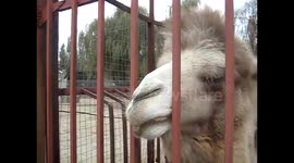 Journey to the zoo