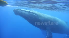 Humpback Whales Underwater