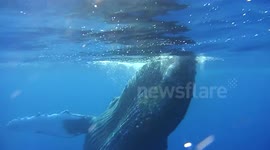 Humpback Whales Underwater