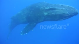 Humpback Whales Underwater