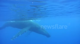 Humpback Whales Underwater