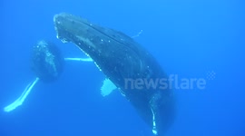 Humpback Whales Underwater