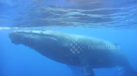 Humpback whale encounter in Hawaii