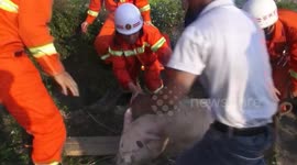 Pig rescued from a manhole in China