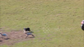 Lamb falls head over heels in slow motion.