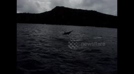 Spinner dolphins from Fernando de Noronha (Brazil)