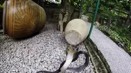 Cobra attack camera