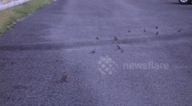 Is this rat hunting birds?