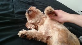 'The laziest dog in the world'