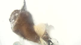 Snowboarding with a Dead Goat In My Arms