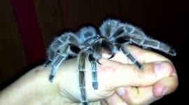 Tarantula tries to bite hand