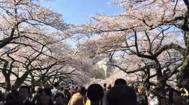 Beautiful spring cherry blossom in Tokyo, Japan