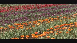 Asia's largest tulip garden