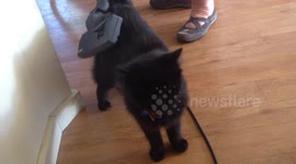 Cat likes to be vacuumed