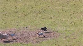 Lamb tumbles running from Sheepdog