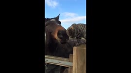 Cute horse and cat best friends playing