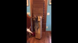 Cat 'explodes' out of box