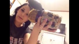 Guinea pig gets stuck in treat jar