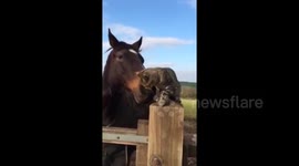 Cat and horse are best friends