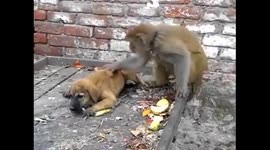 Dog replied to Monkey