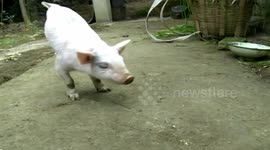 Two-legged pig in China