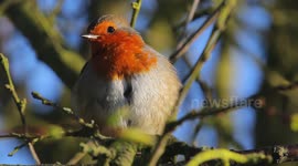 Robin filmed at RSBP nature reserve in UK