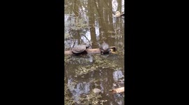 Struggling turtle knocks companion off his perch