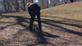 Corgi dog playing in Central Park