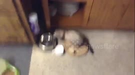 Pip being a jerk.